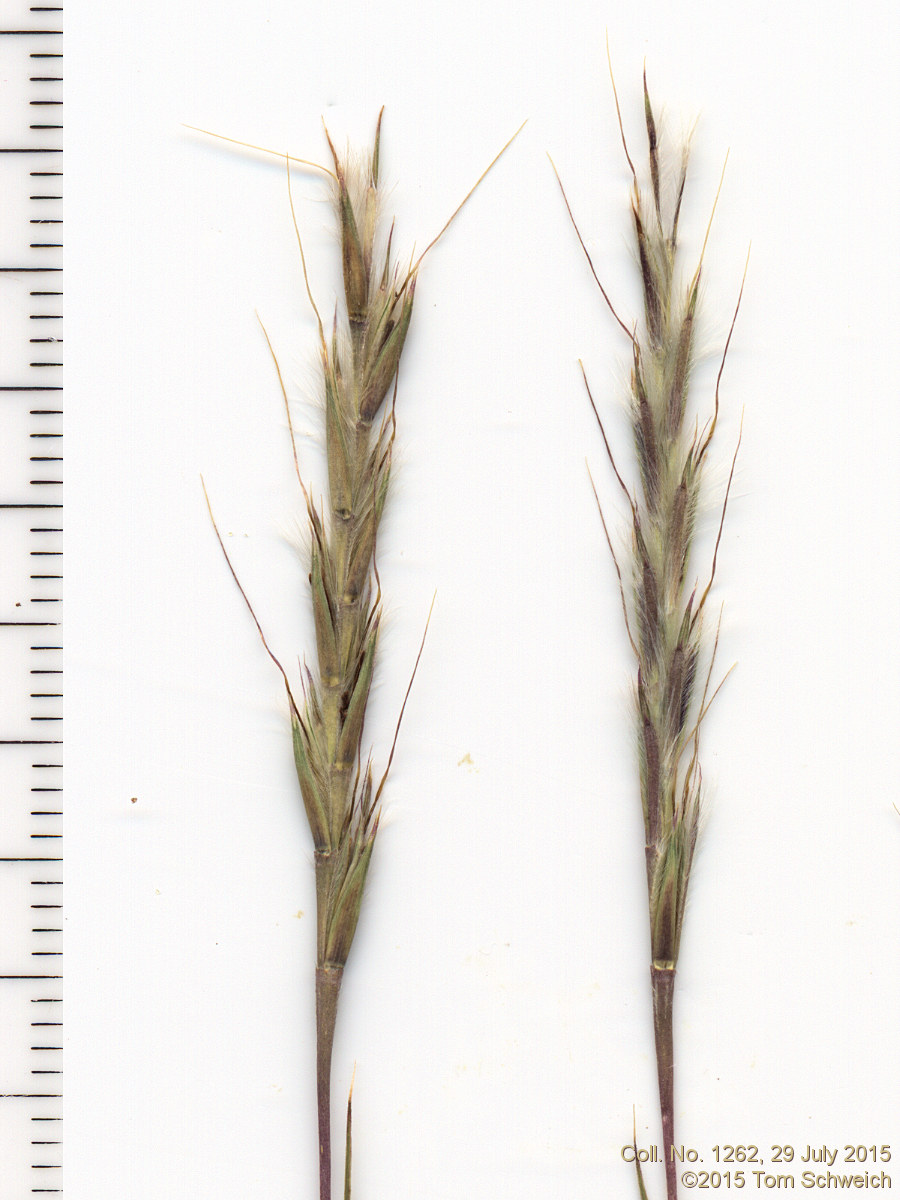 Poaceae Schizachyrium scoparium