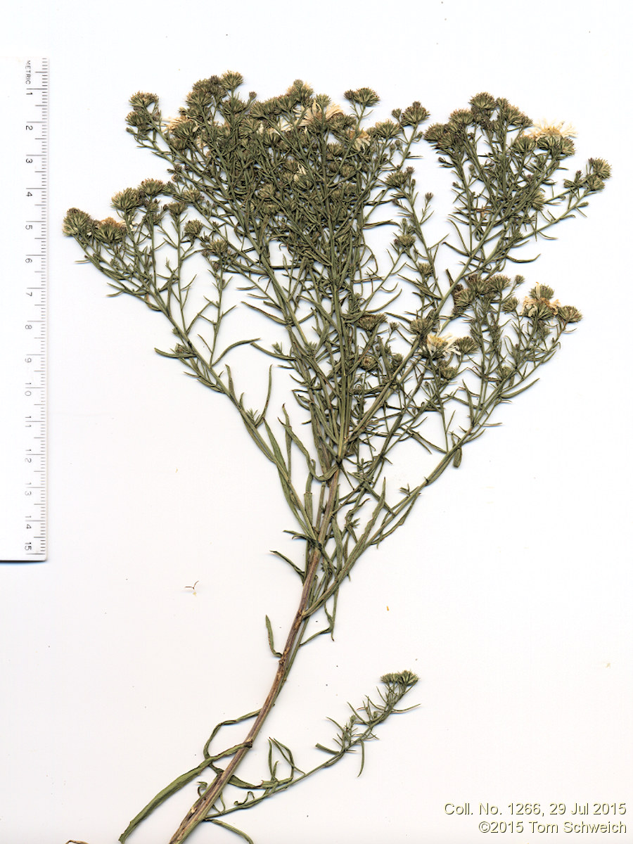 Asteraceae Symphyotrichum porteri