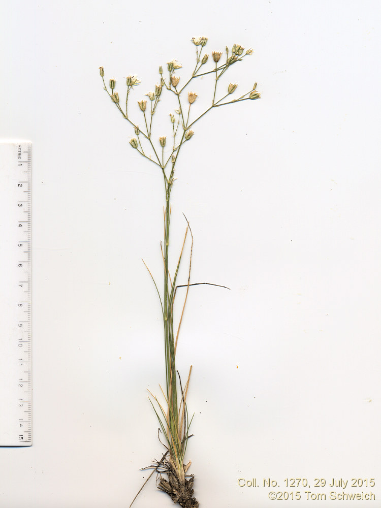 Caryophyllaceae Eremogene fendleri