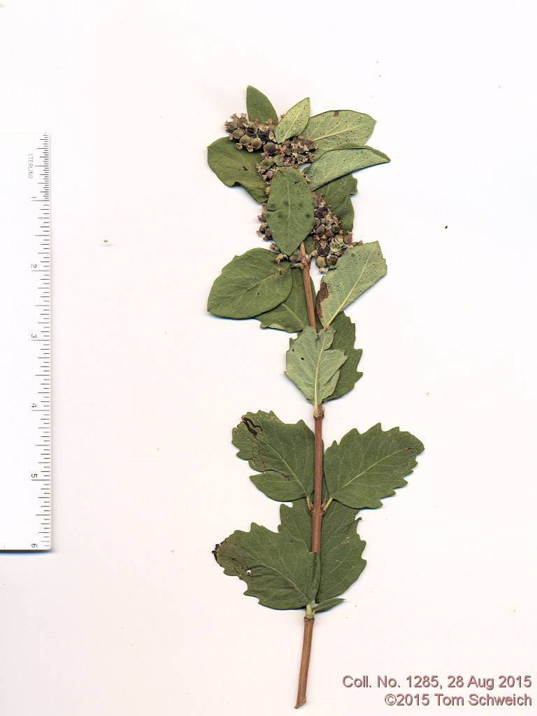 Caprifoliaceae Symphoricarpos occidentalis