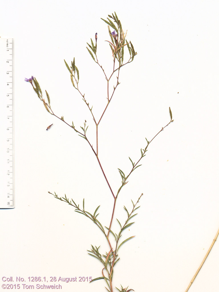 Onagraceae Epilobium brachycarpum