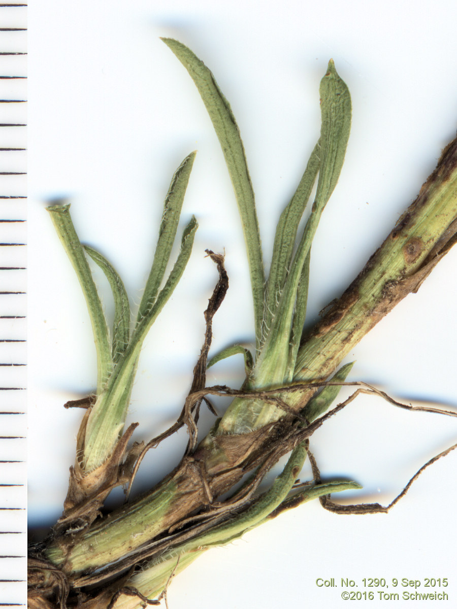 Asteraceae Symphyotrichum porteri