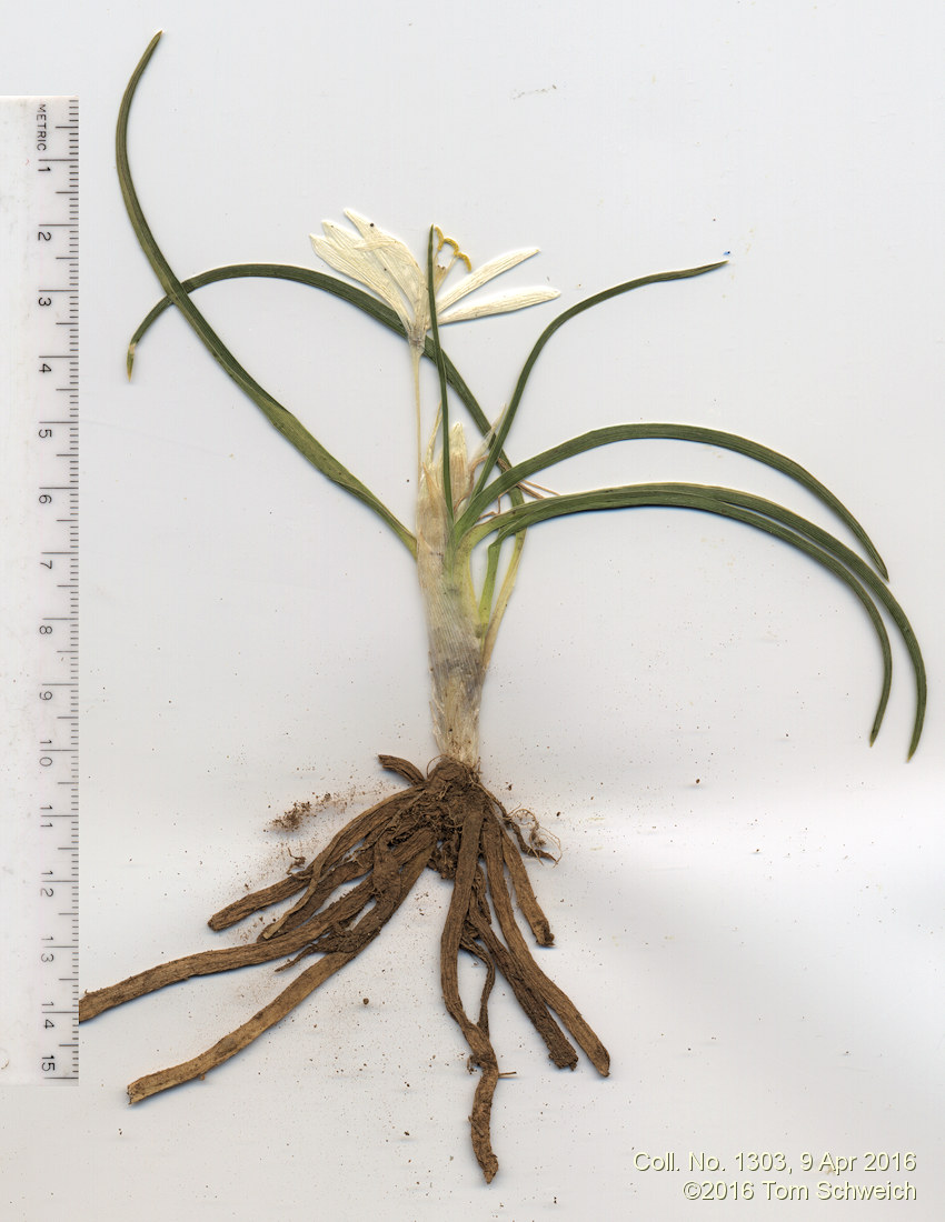 Anthericeae Leucocrinum montanum