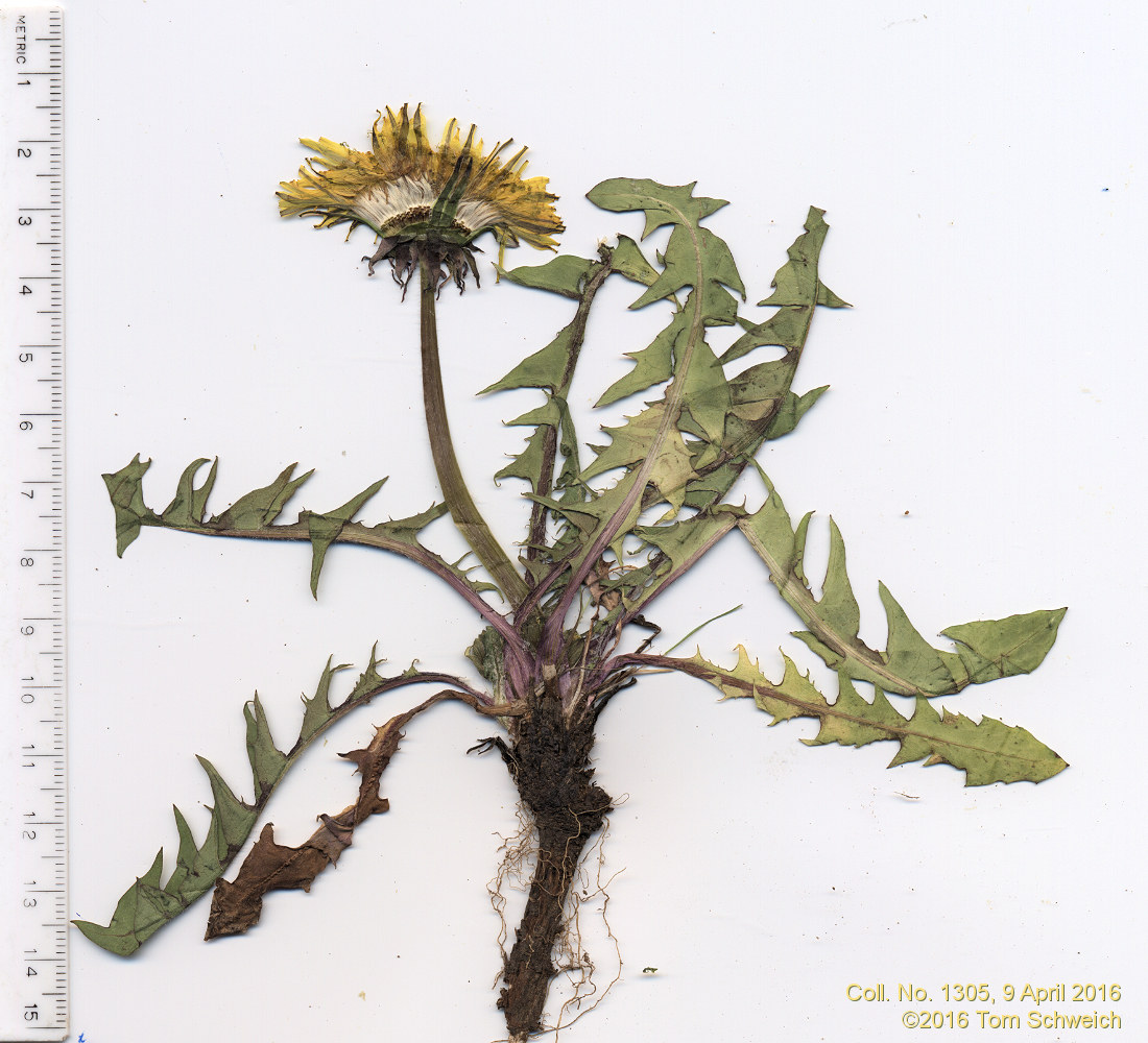 Asteraceae Taraxacum sp.