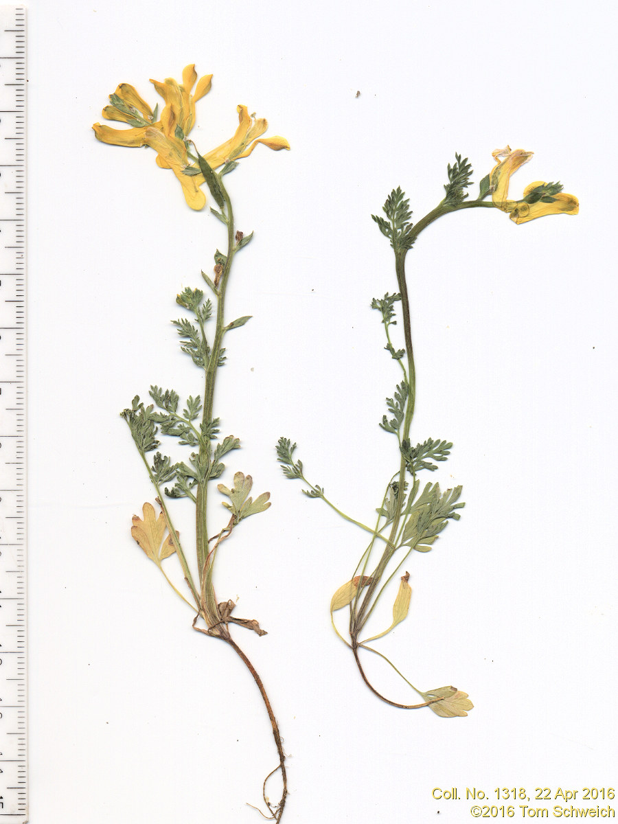 Papaveraceae Corydalis aurea