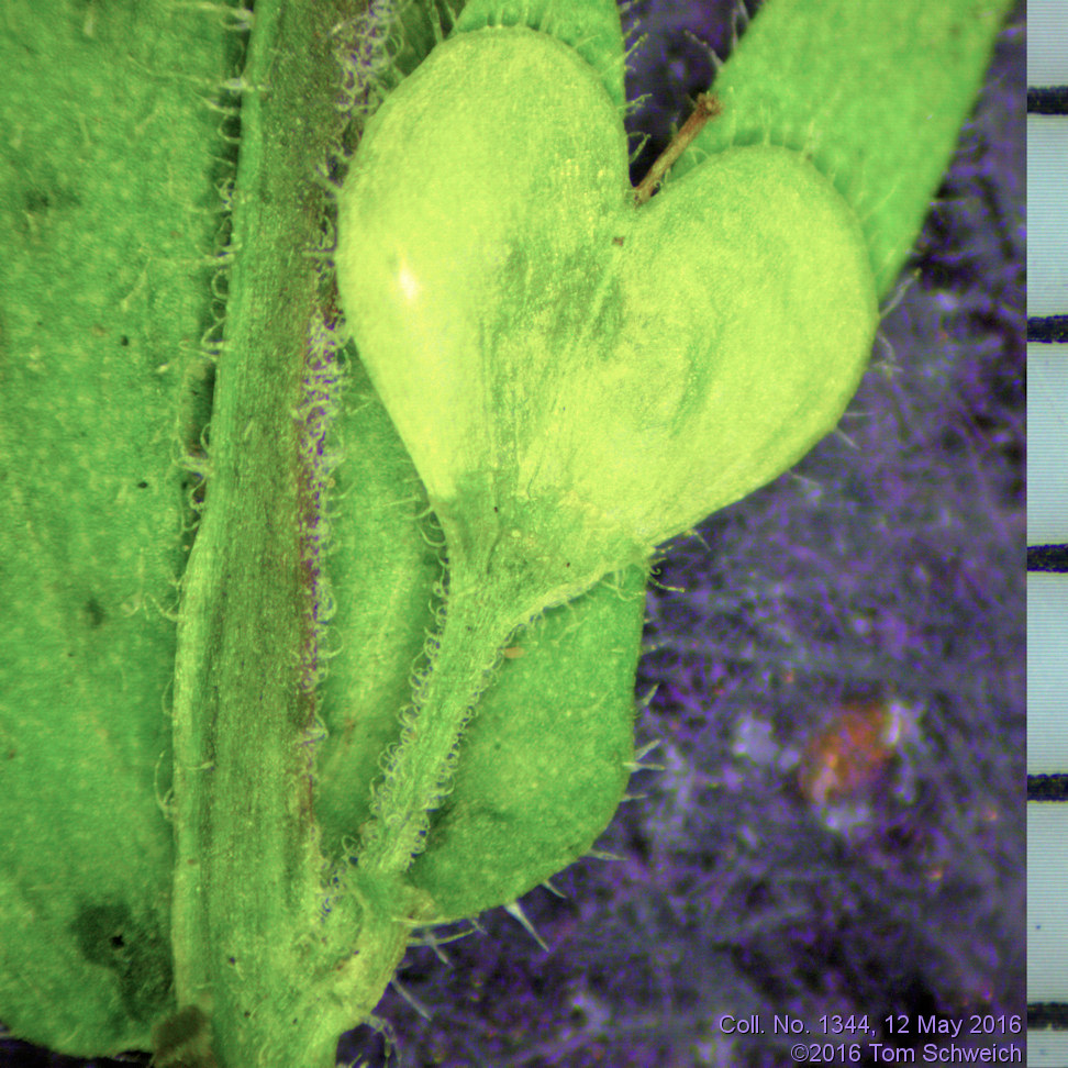 Plantaginaceae Veronica arvensis