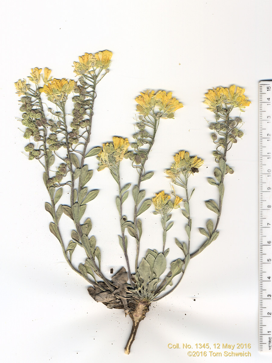 Brassicaceae Physaria vitulifera