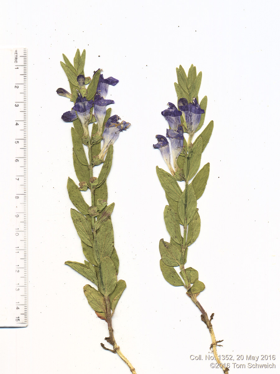 Lamiaceae Scutellaria brittonii