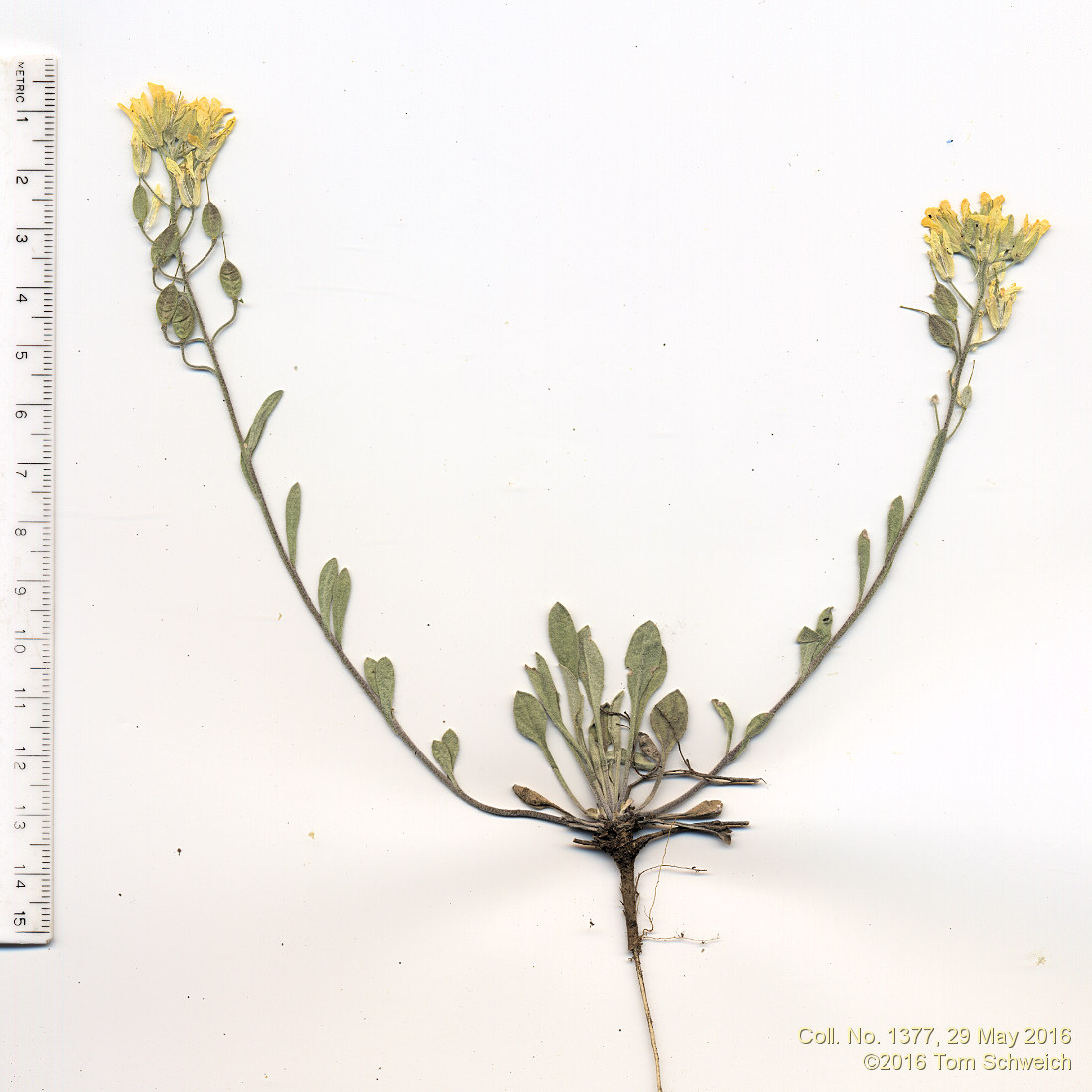 Brassicaceae Physaria montana