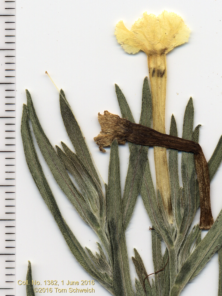 Boraginaceae Lithospermum incisum