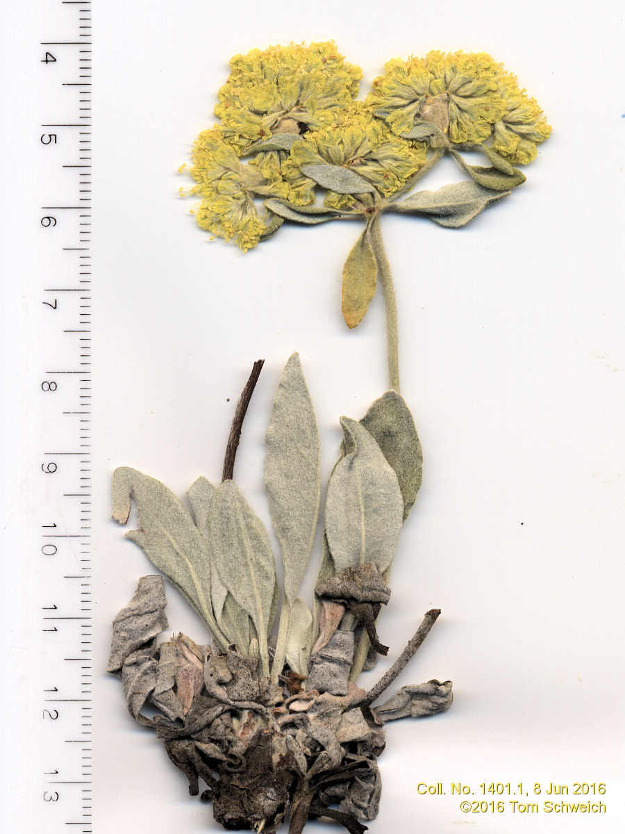 Polygonaceae Eriogonum arcuatum