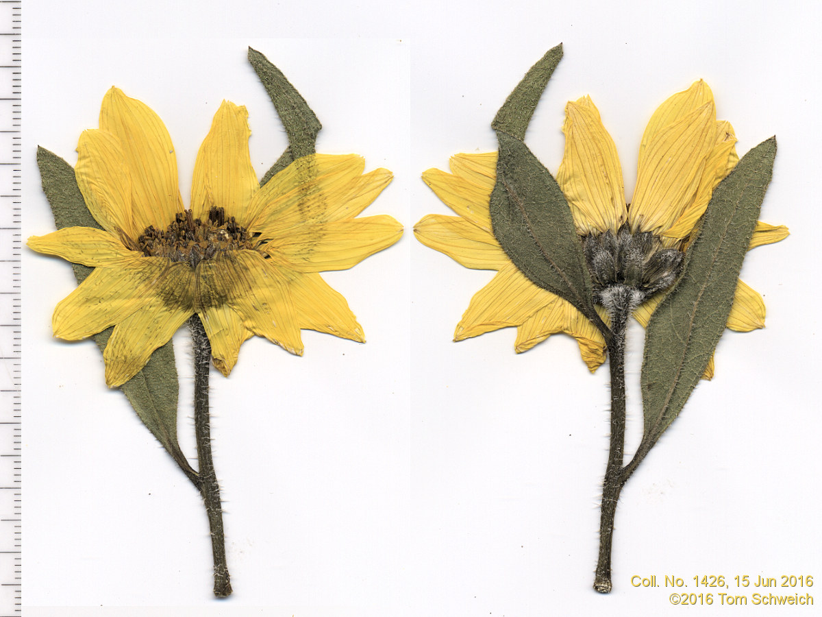 Asteraceae Helianthus pumilis