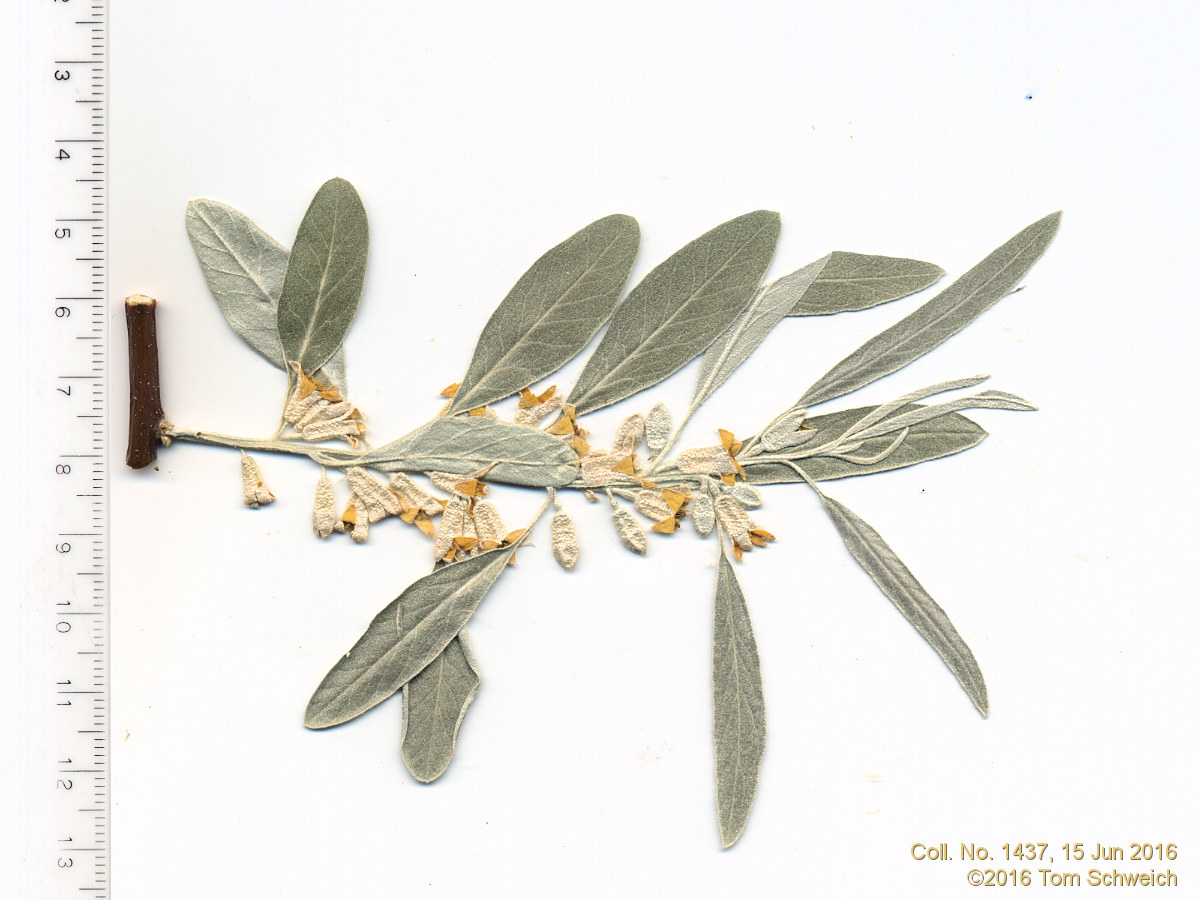 Elaeagnaceae Elaeagnus angustifolia