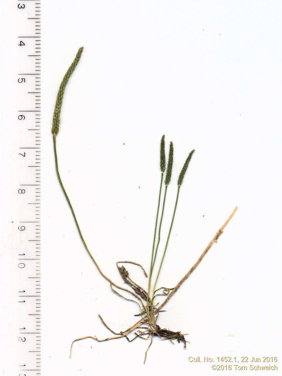 Ranunculaceae Myosurus minimus