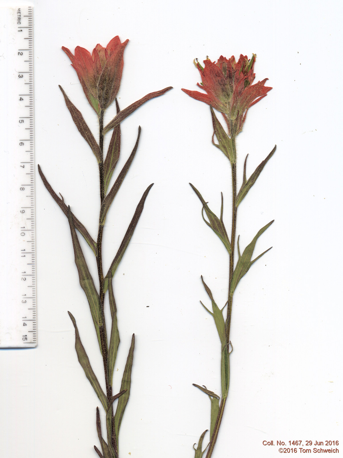 Orobanchaceae Castilleja miniata