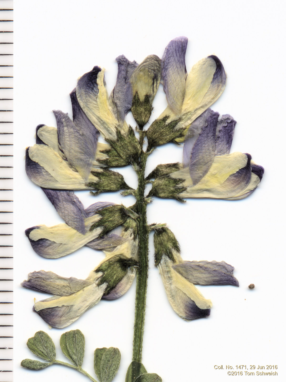 Fabaceae Astragalus alpinus