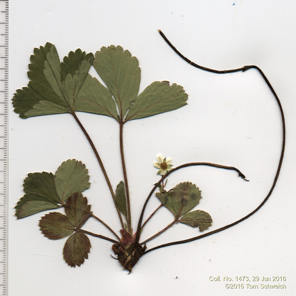 Rosaceae Fragaria virginiana