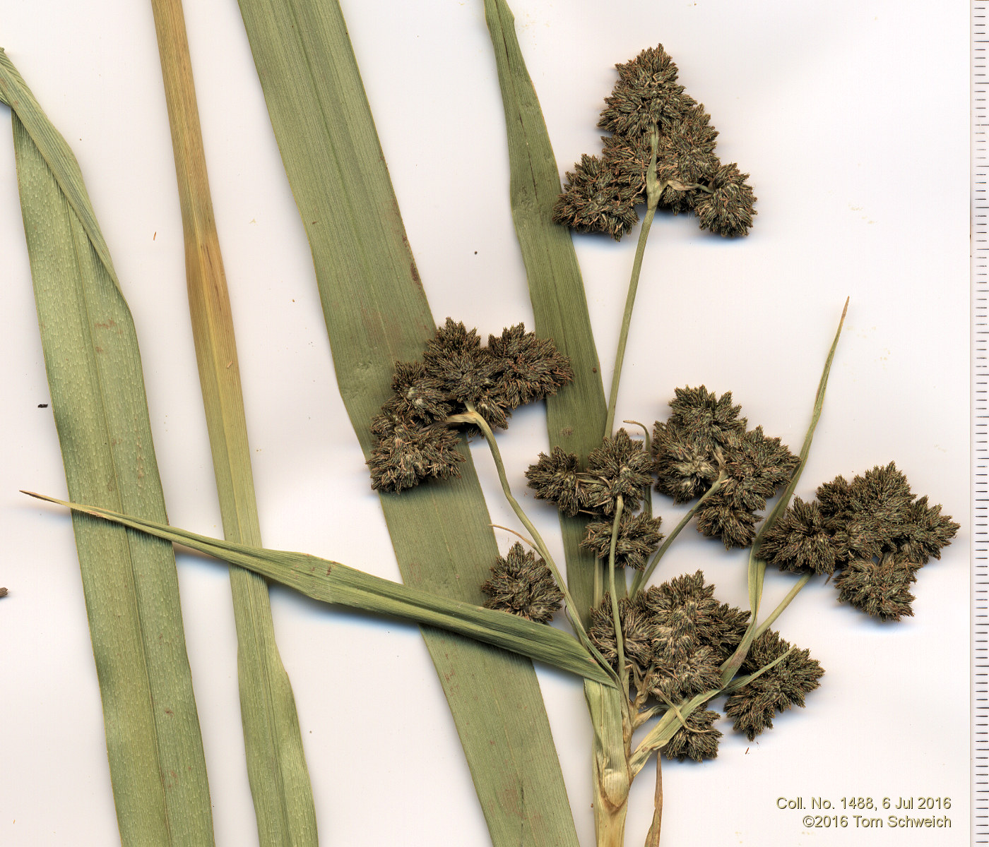 Cyperaceae Scirpus pallidus