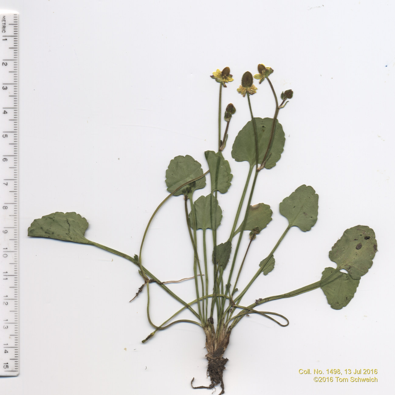 Ranunculaceae Ranunculus cymbalaria