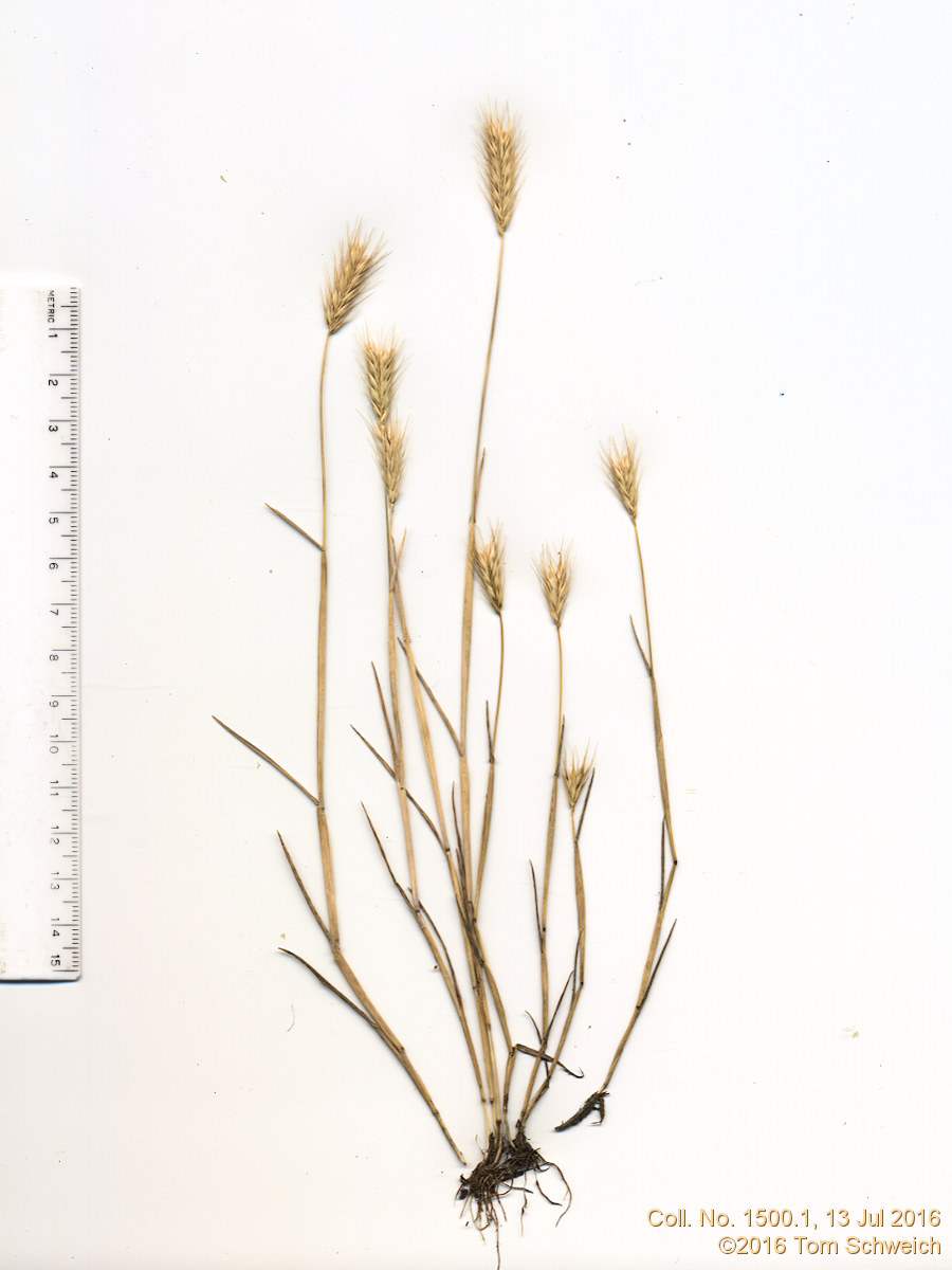 Poaceae Hordeum pusillum