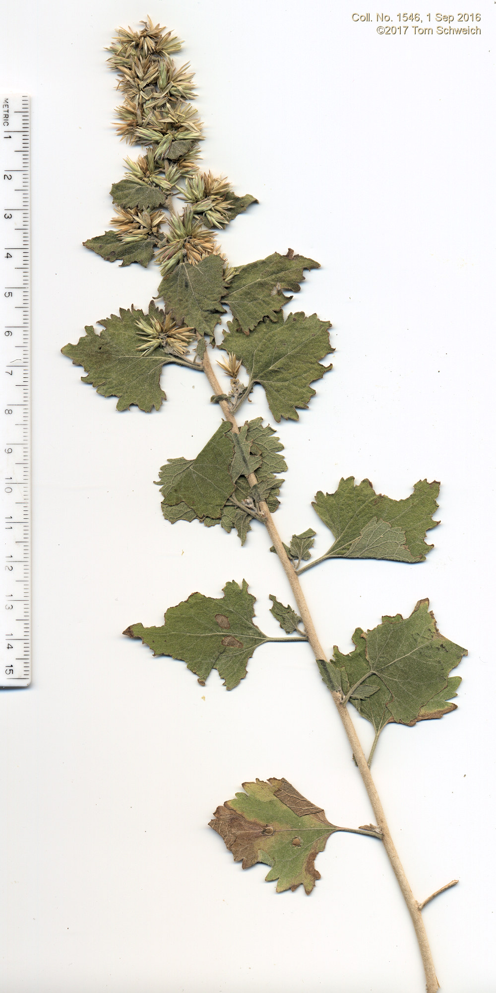 Asteraceae Brickellia californica