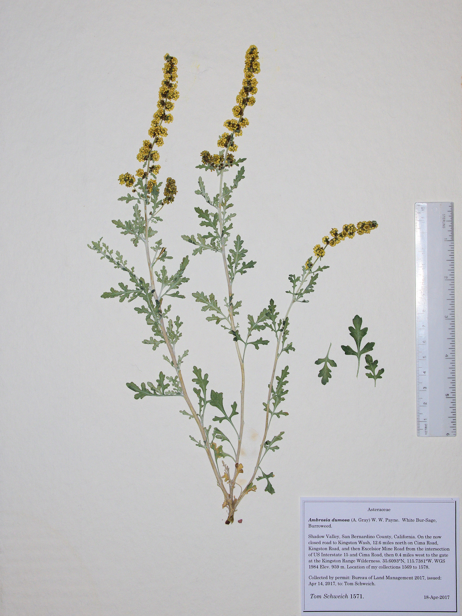 Asteraceae Ambrosia dumosa