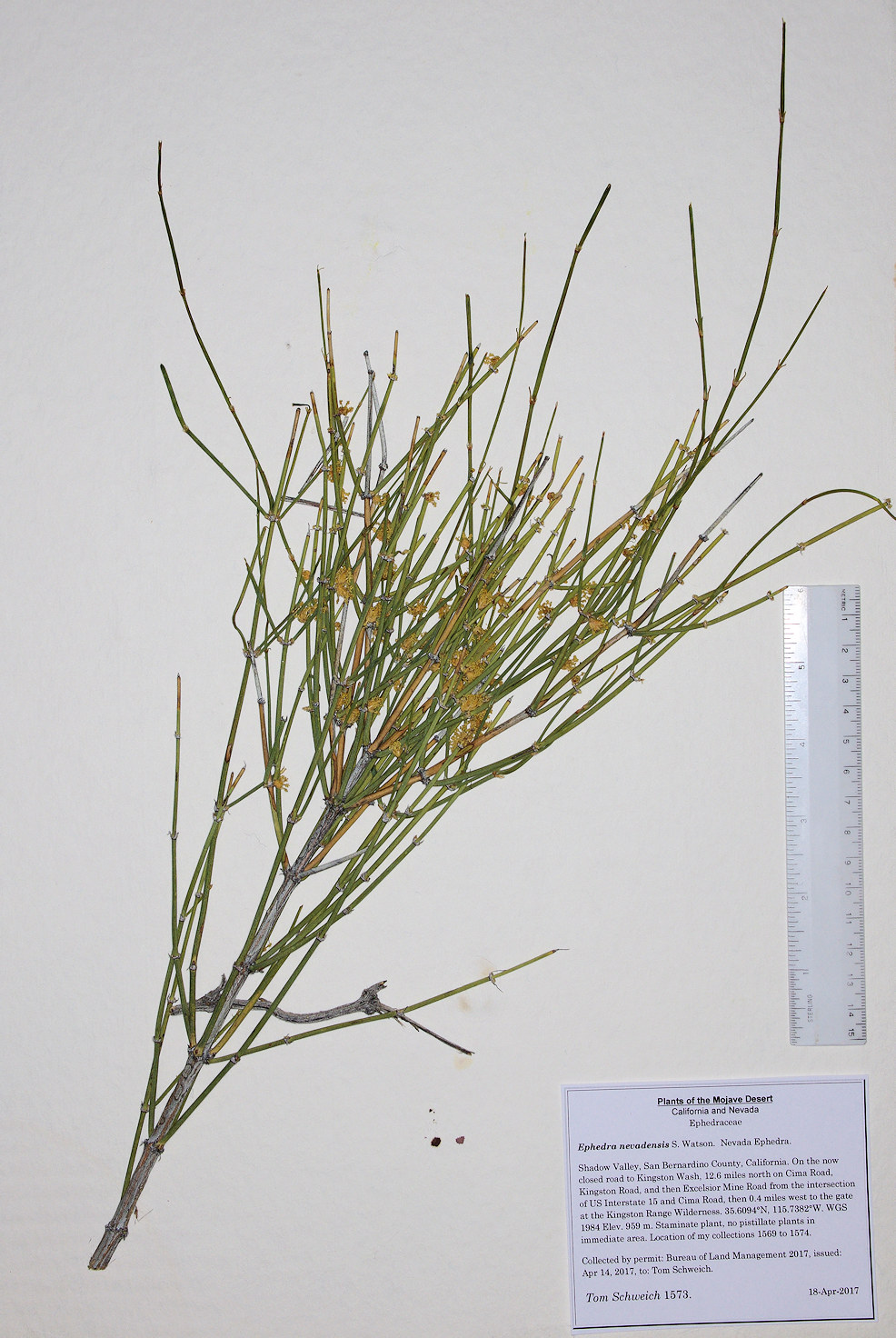 Ephedraceae Ephedra nevadensis