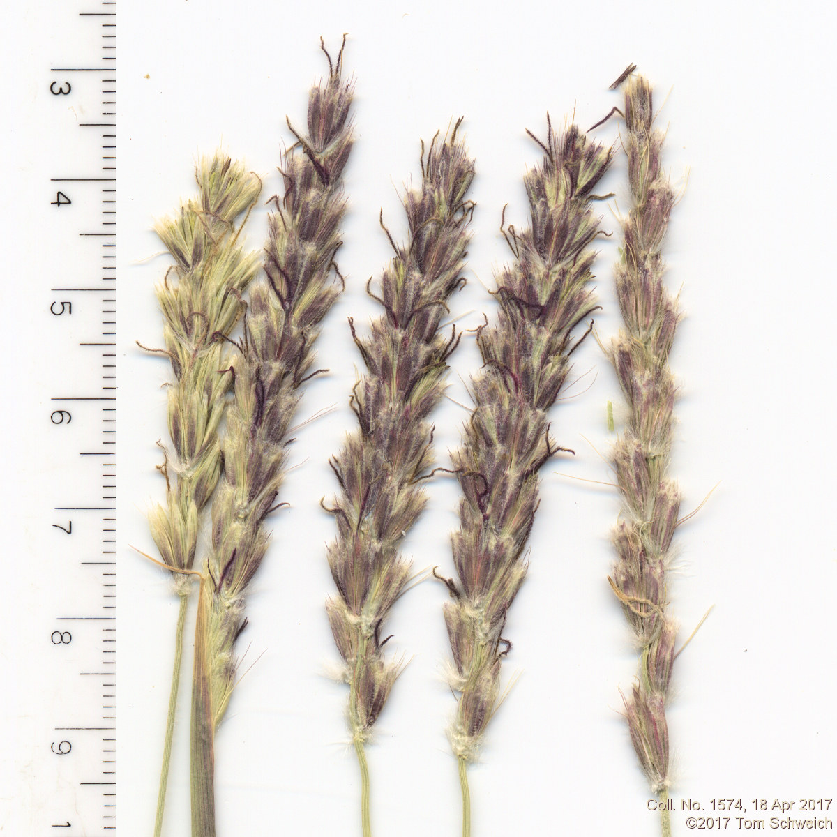 Poaceae Hilaria rigida