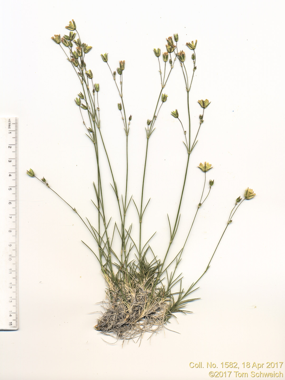 Caryophyllaceae Eremogone macradenia