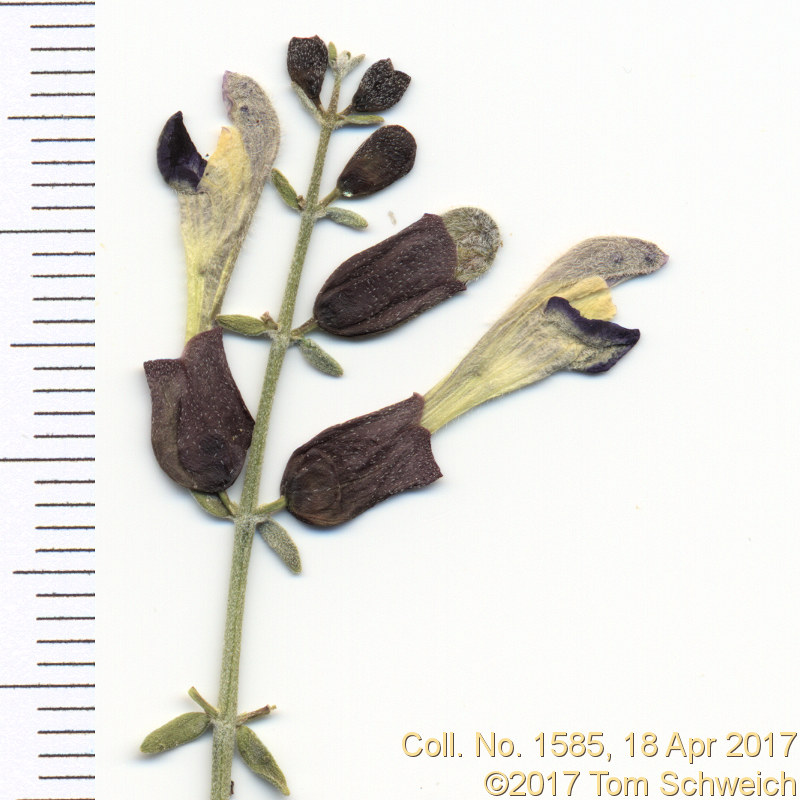 Lamiaceae Salazaria mexicana