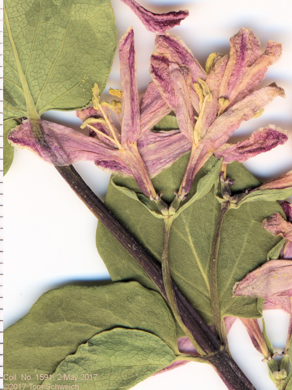 Caprifoliaceae Lonicera tatarica