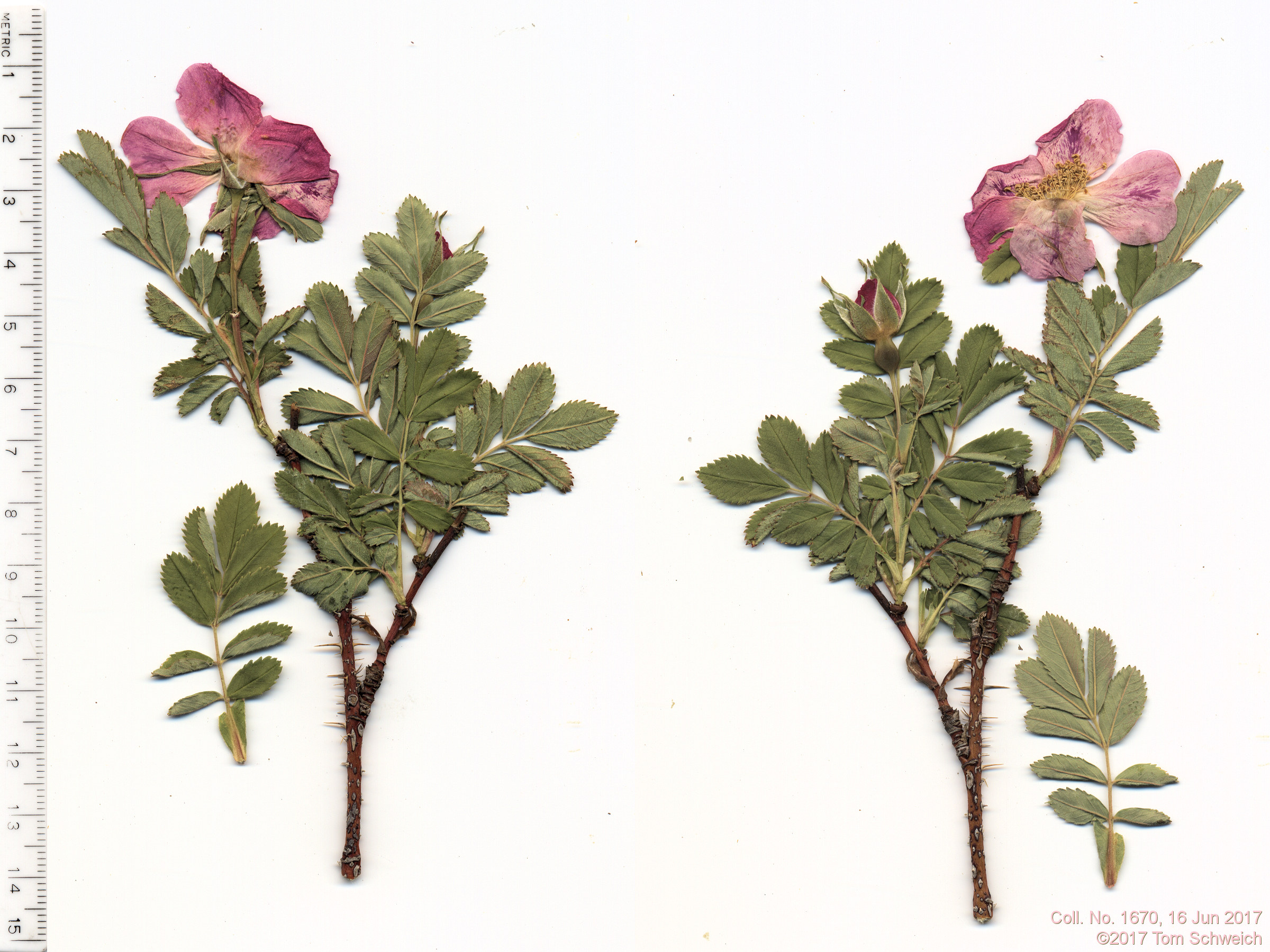 Rosaceae Rosa arkansana