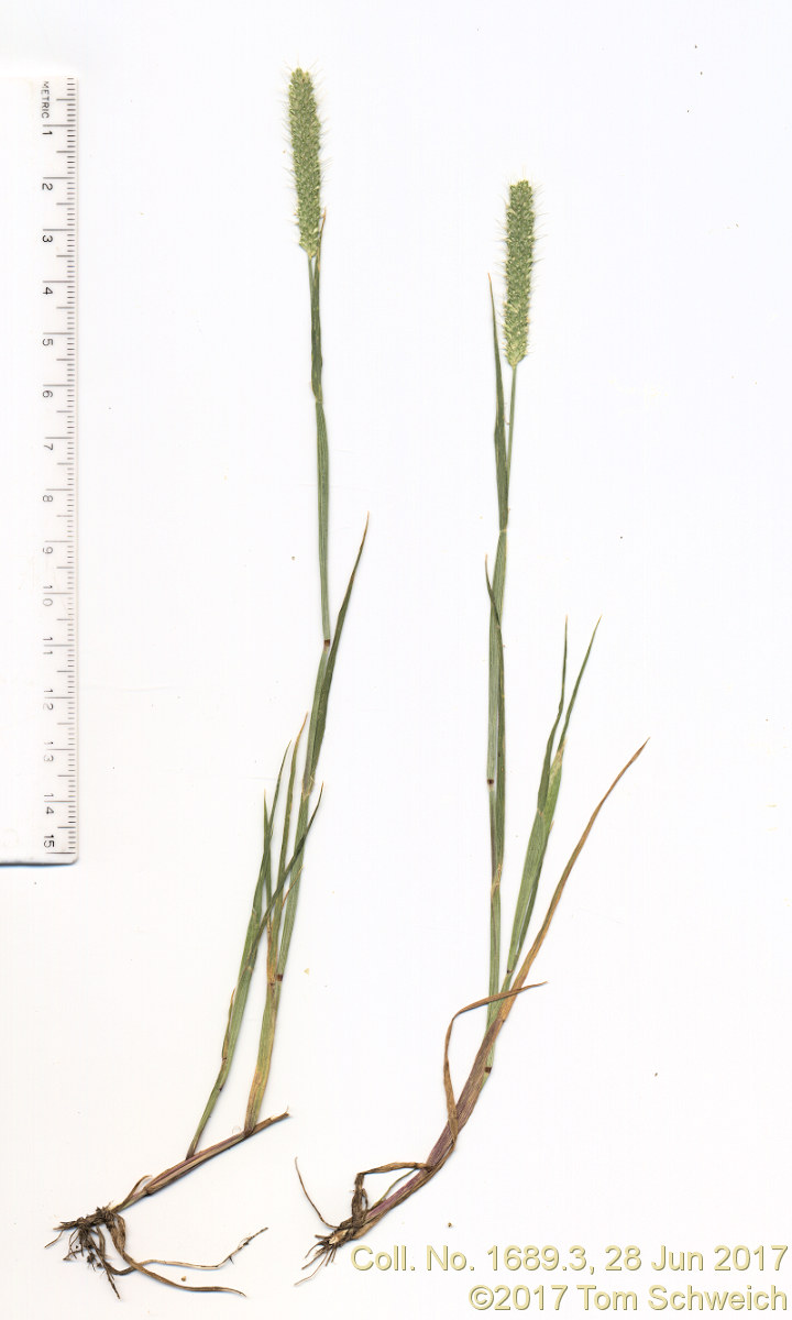 Poaceae Alopecurus carolinianus