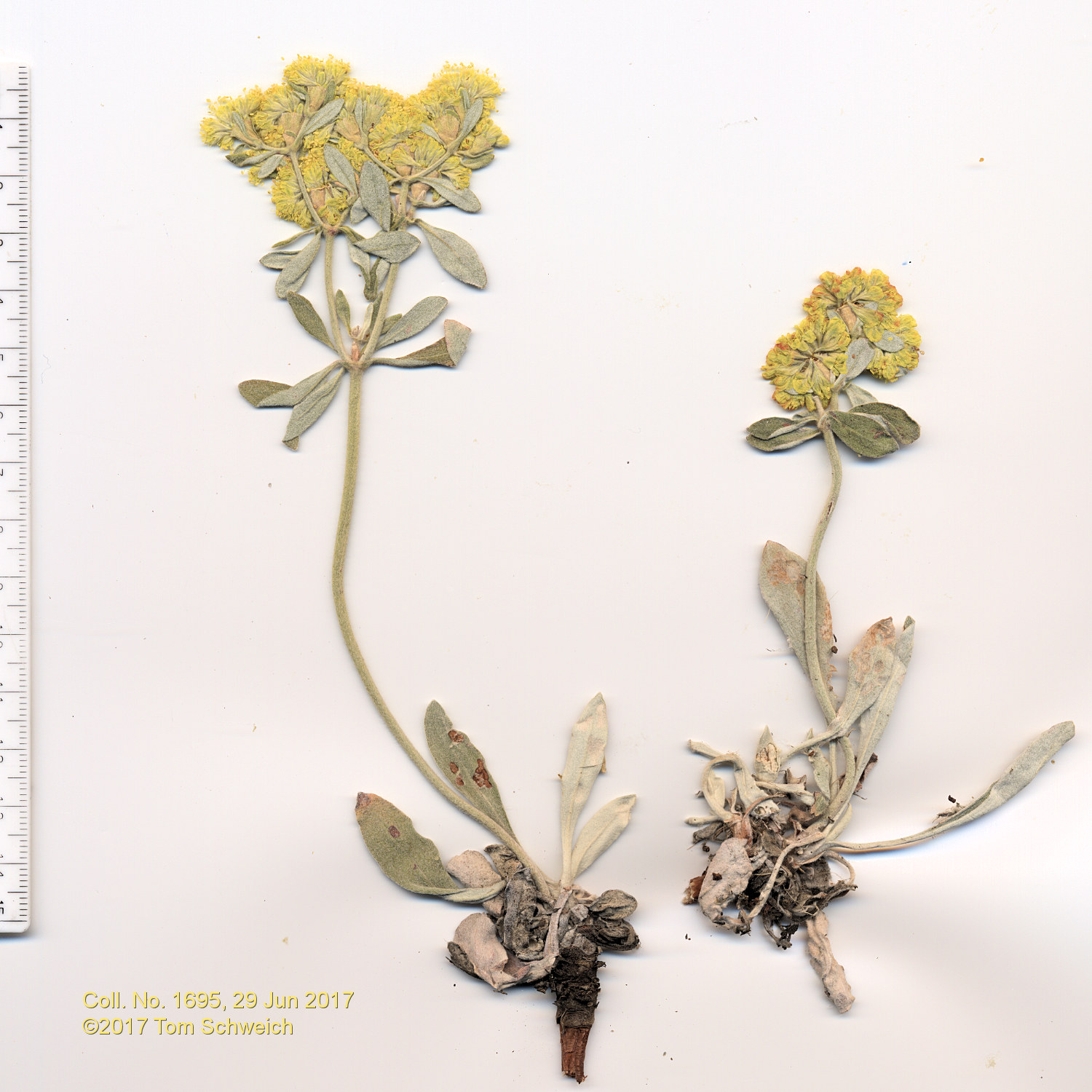 Polygonaceae Eriogonum arcuatum