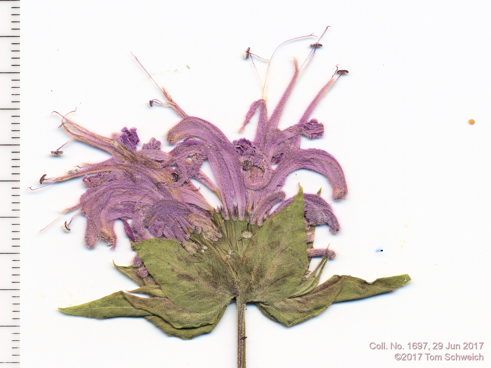 Lamiaceae Monarda fistulosa