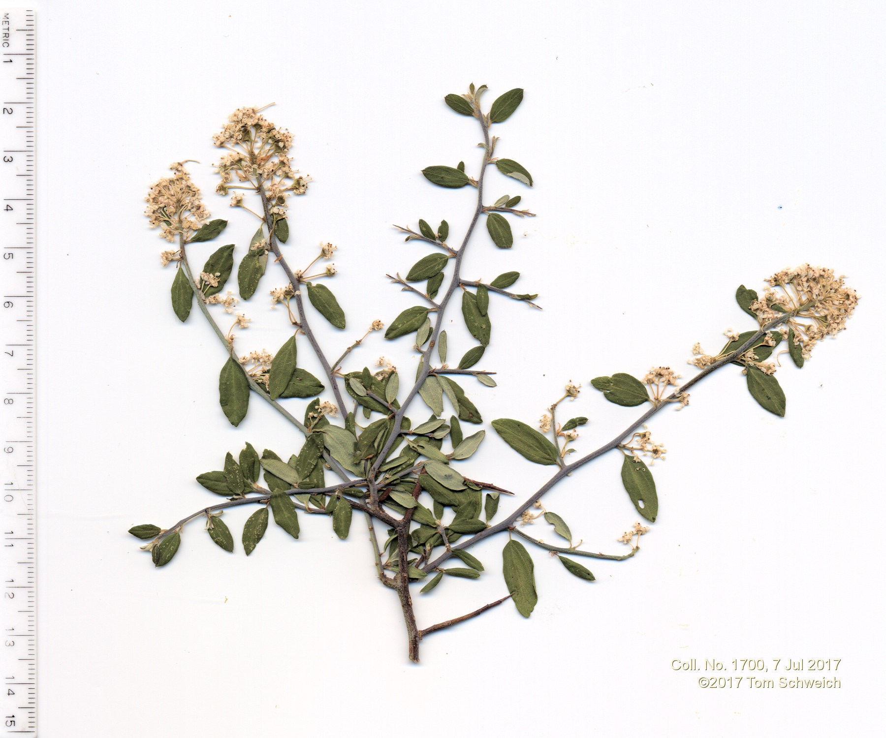 Rhamnaceae Ceanothus fendleri