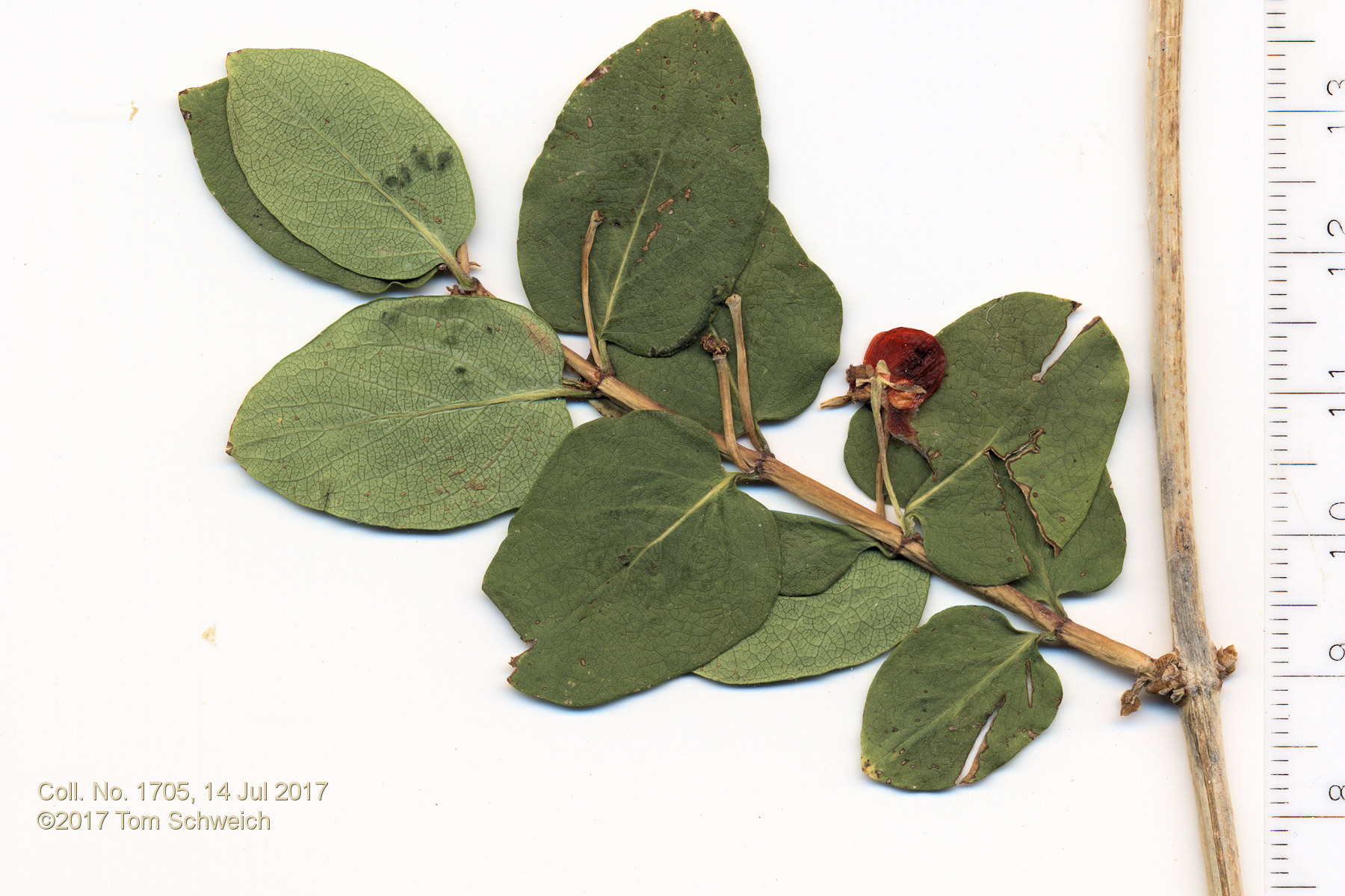 Caprifoliaceae Lonicera tatarica