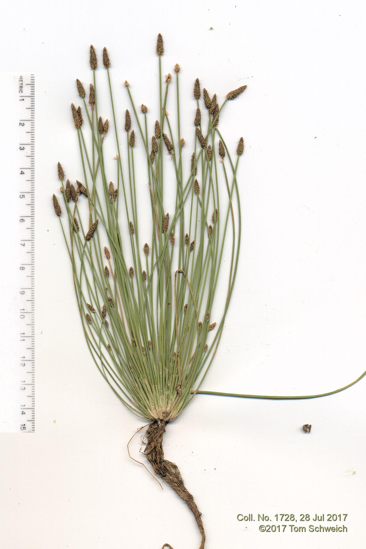 Cyperaceae Eleocharis palustris