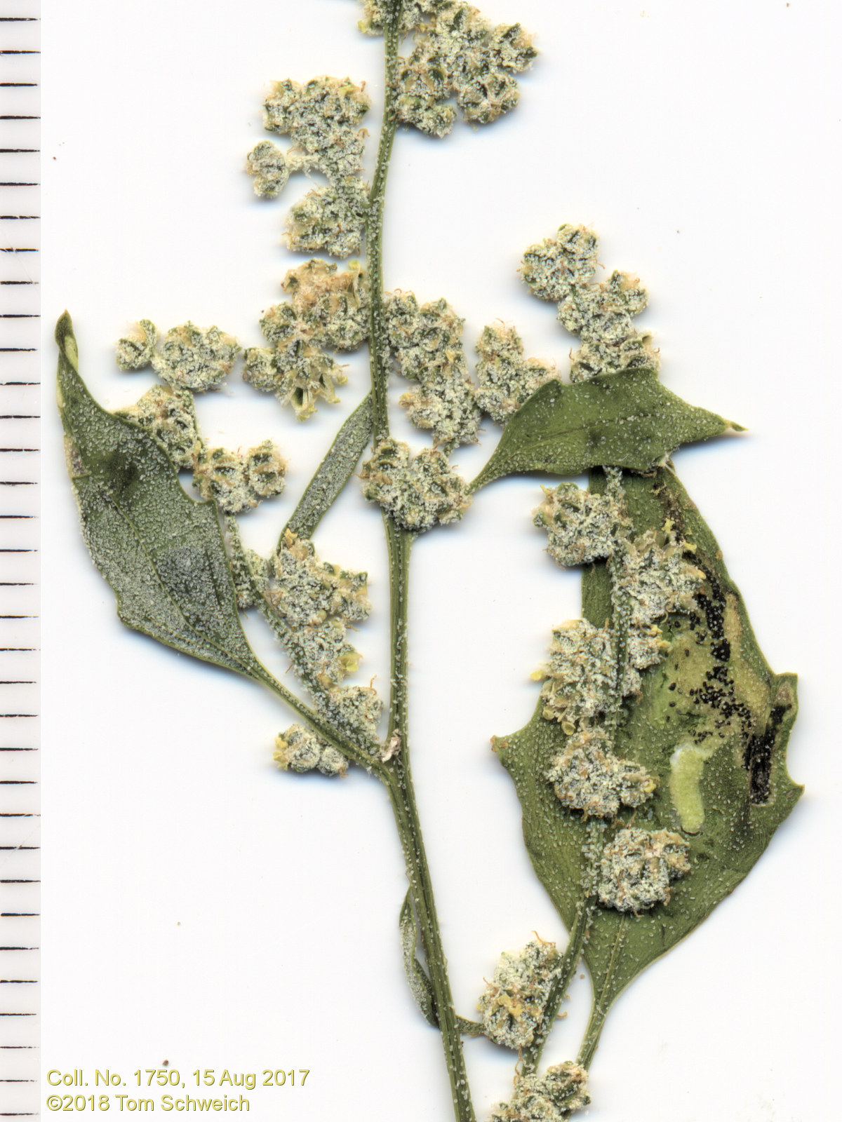 Chenopodiaceae Chenopodium album