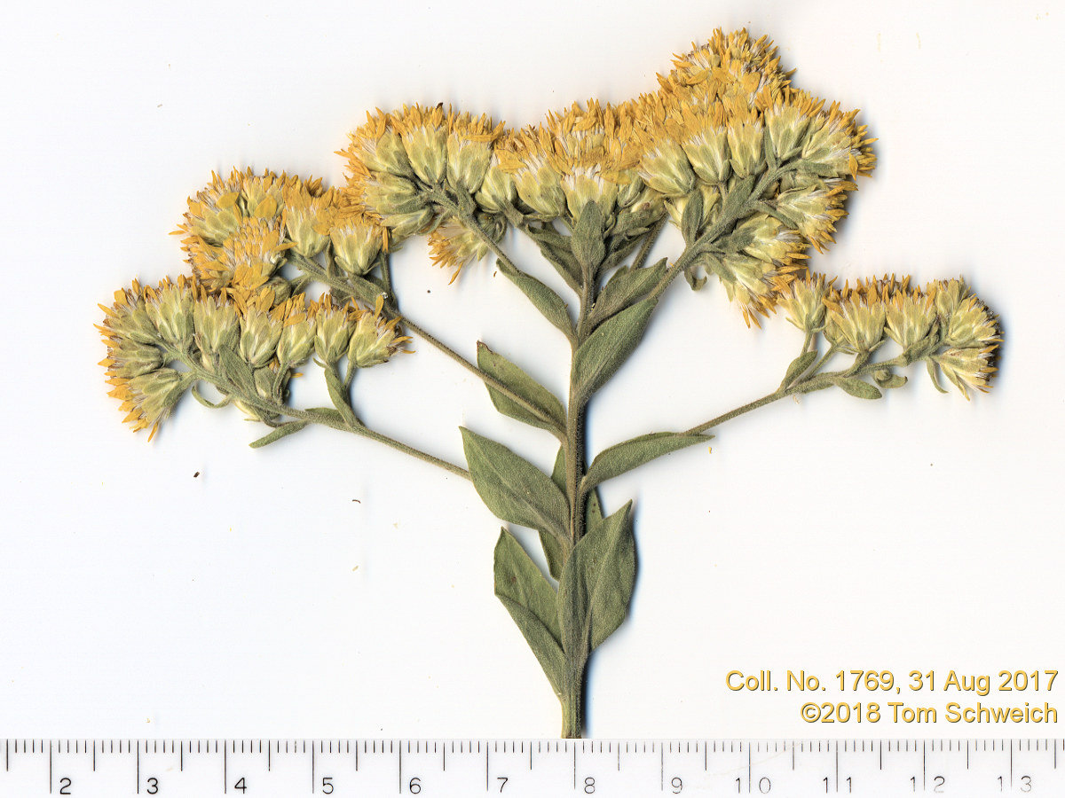 Asteraceae Solidago rigida humilis