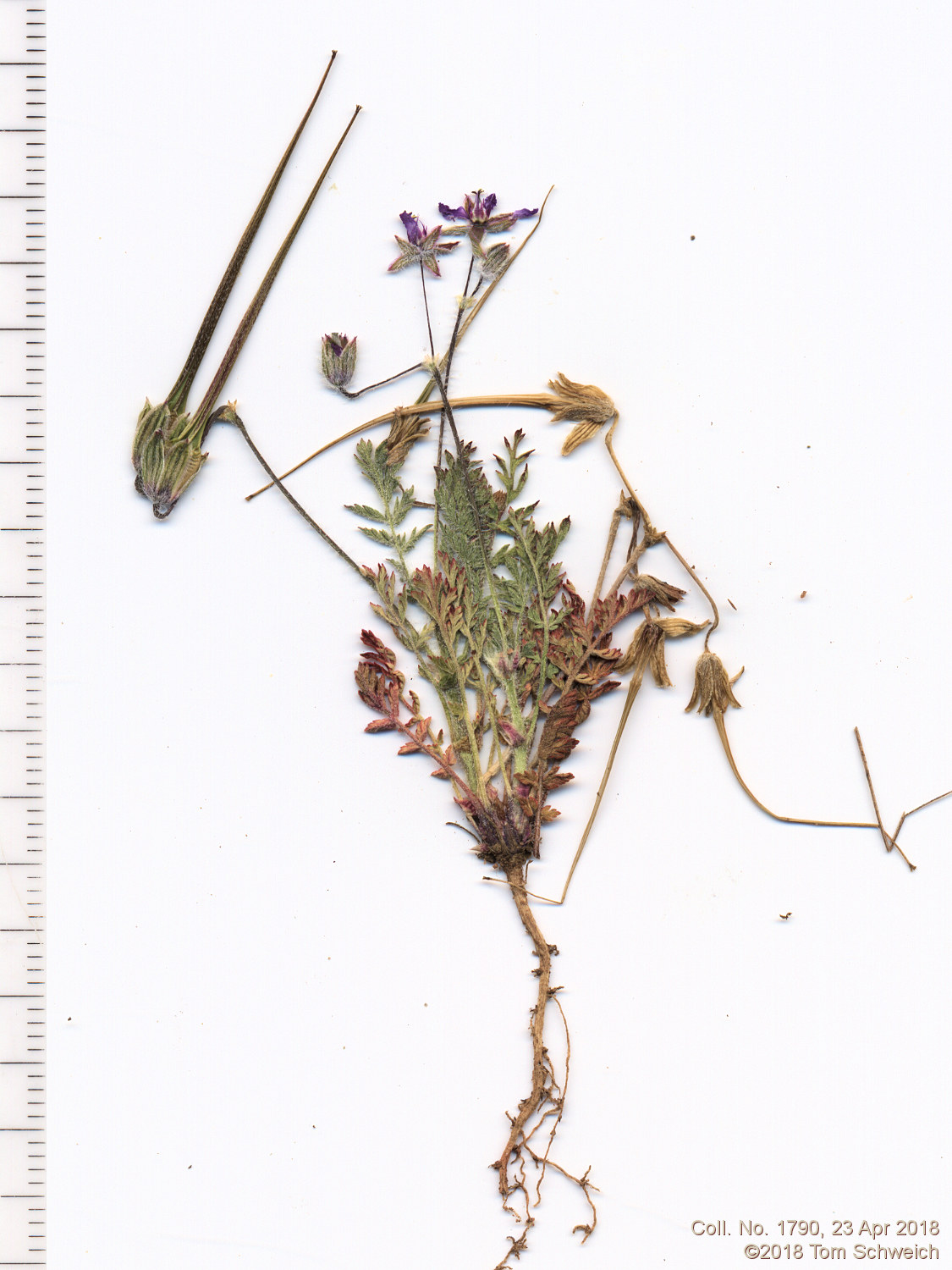 Geraniaceae Erodium cicutarium