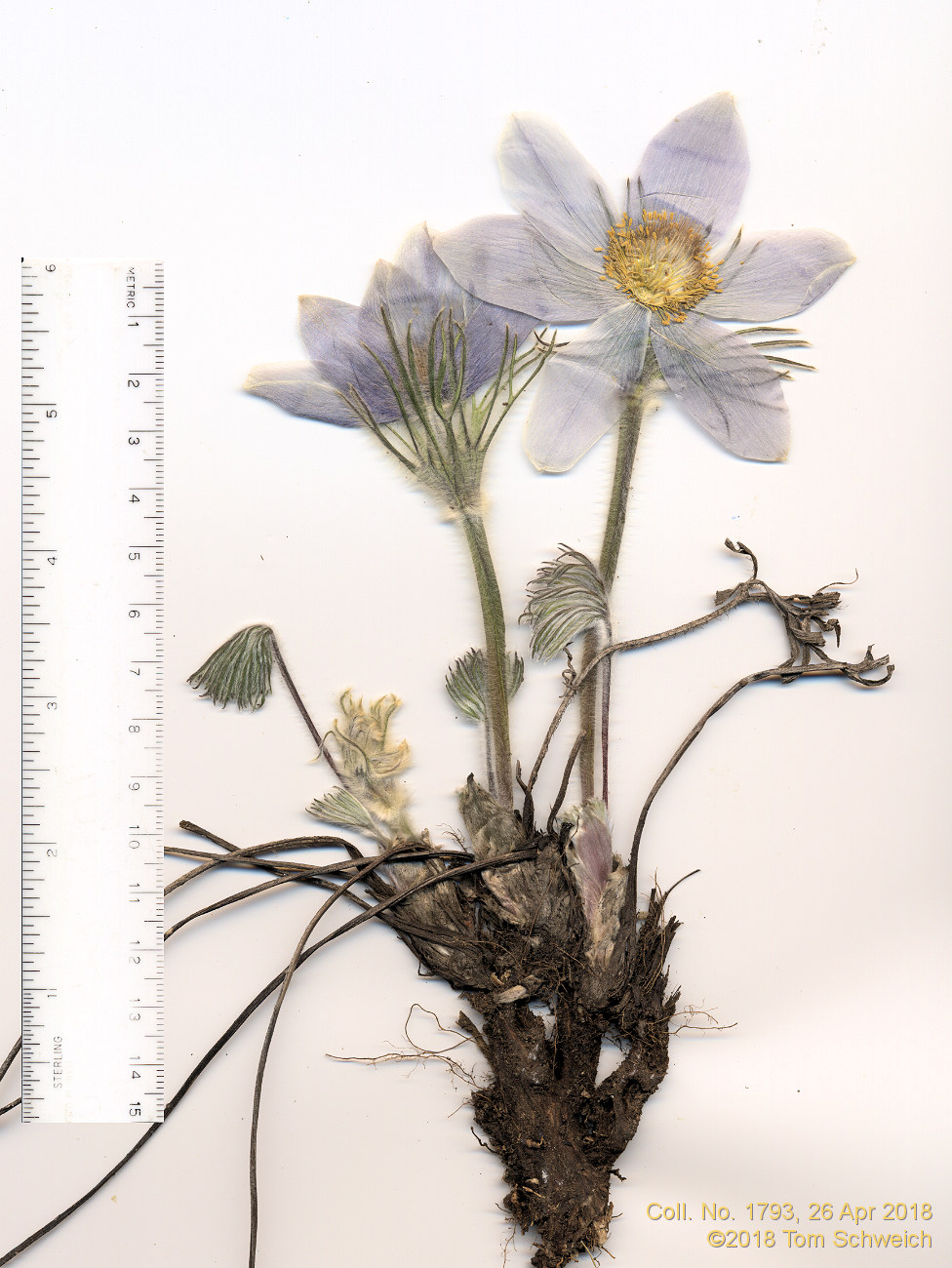 Ranunculaceae Pulsatilla nuttalliana