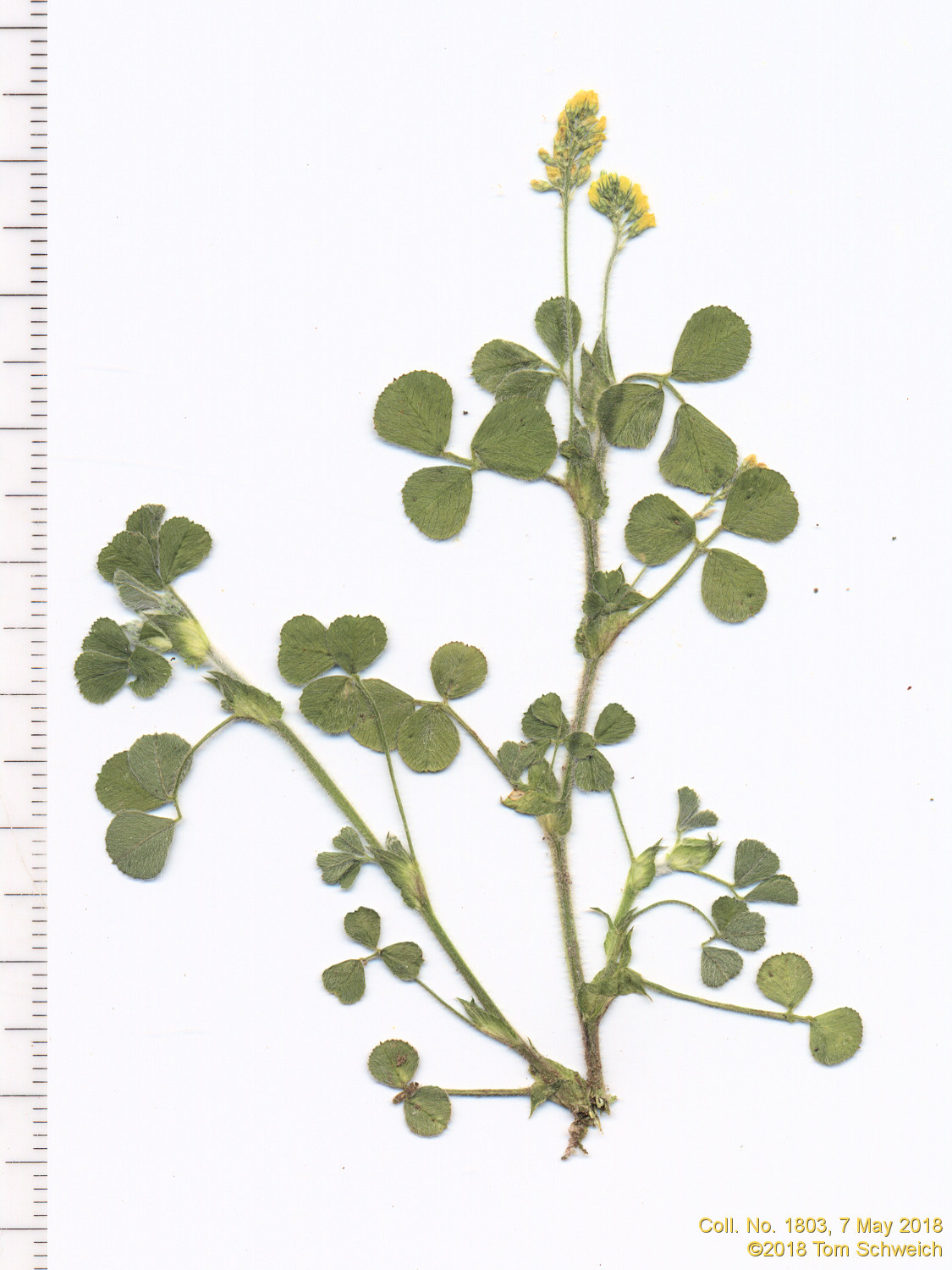 Fabaceae Medicago lupulina