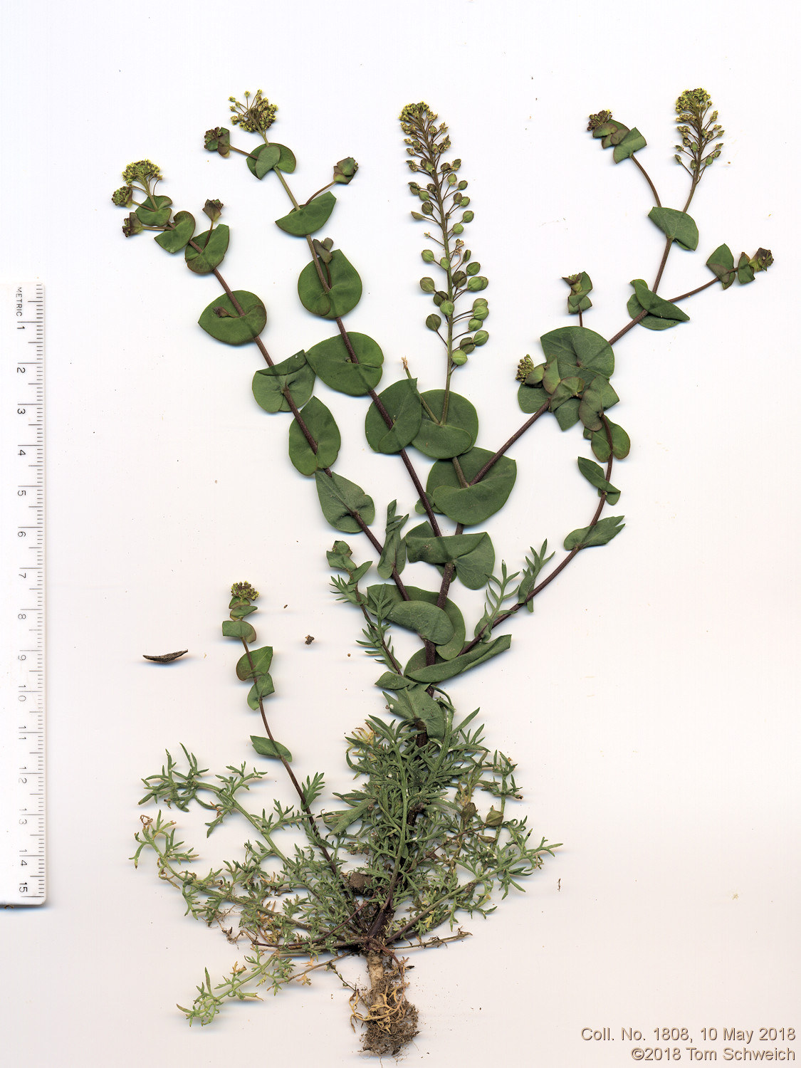 Brassicaceae Lepidium perfoliatum