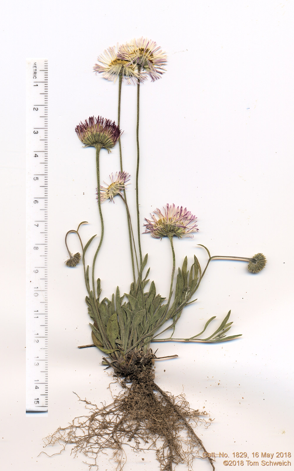 Asteraceae Erigeron flagellaris