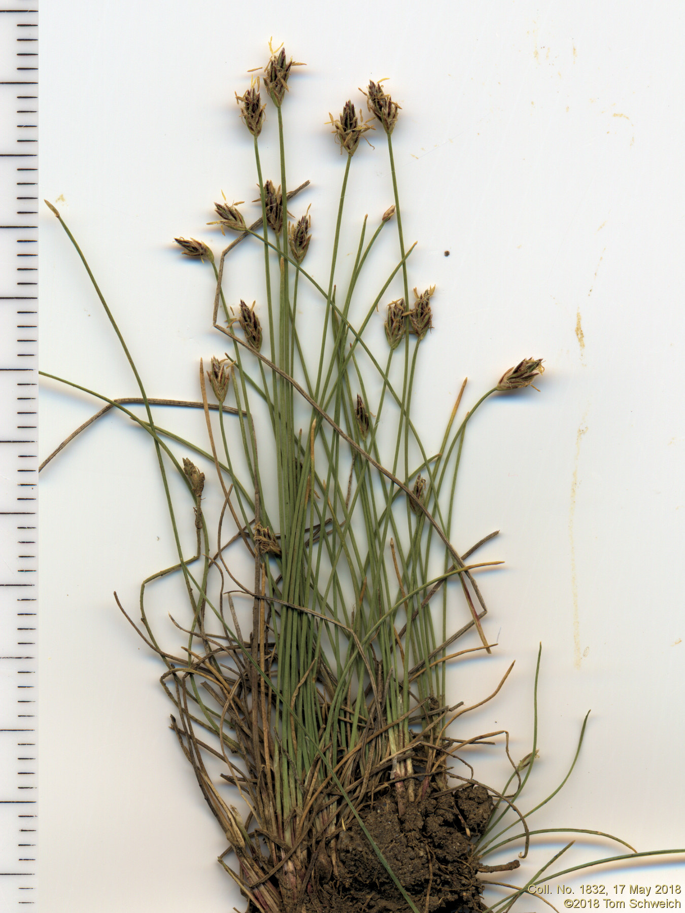 Cyperaceae Eleocharis acicularis