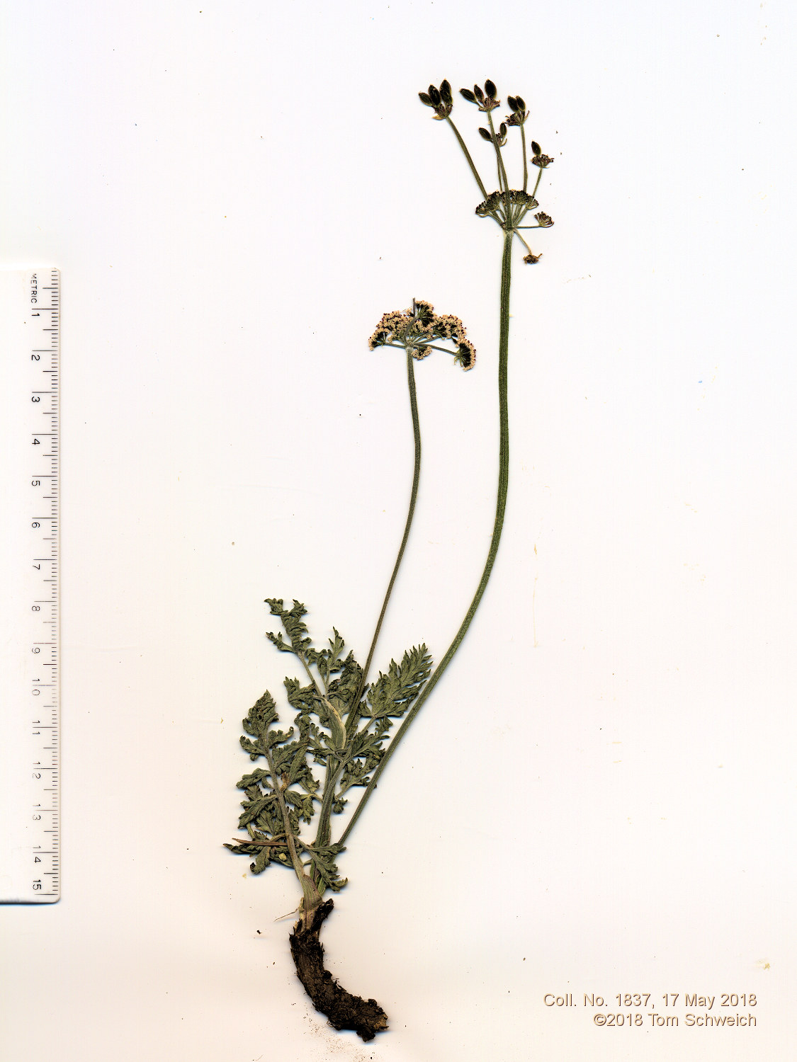 Apiaceae Lomatium orientale