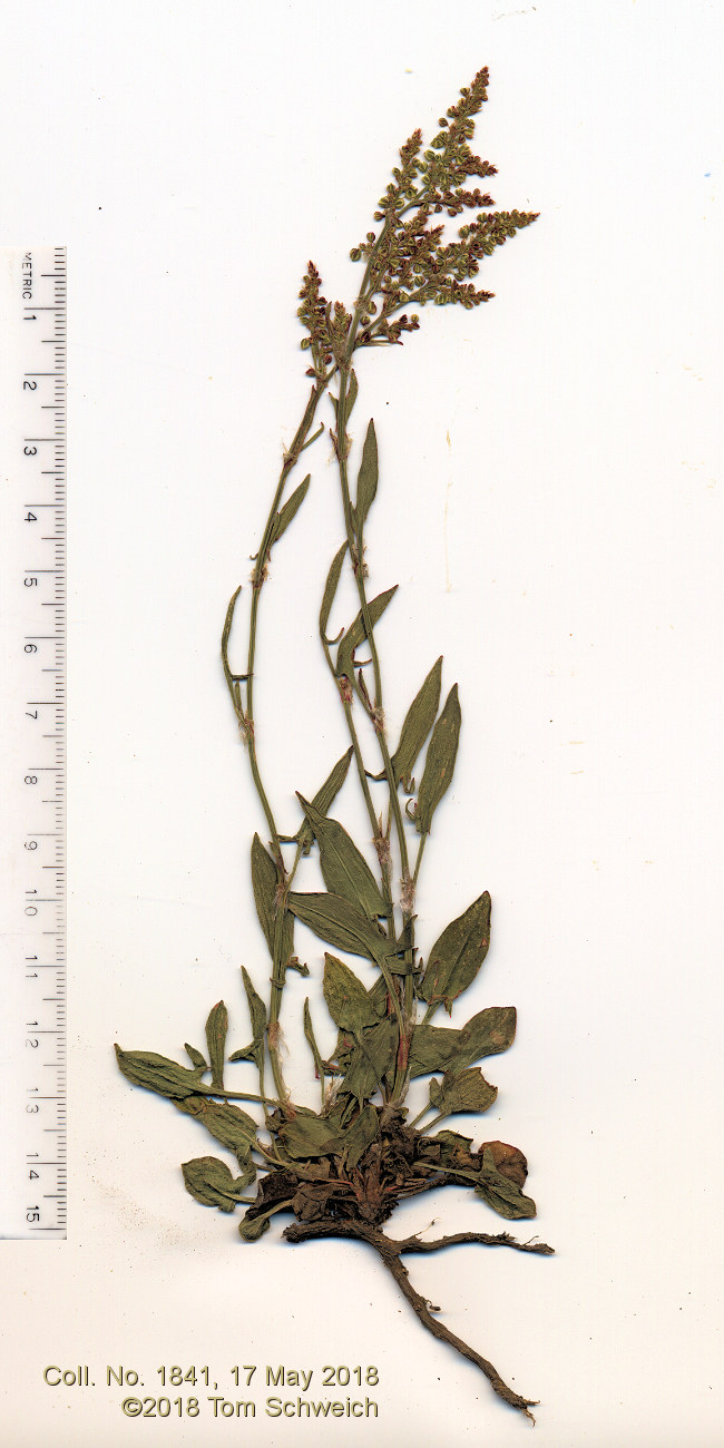 Polygonaceae Rumex acetosella