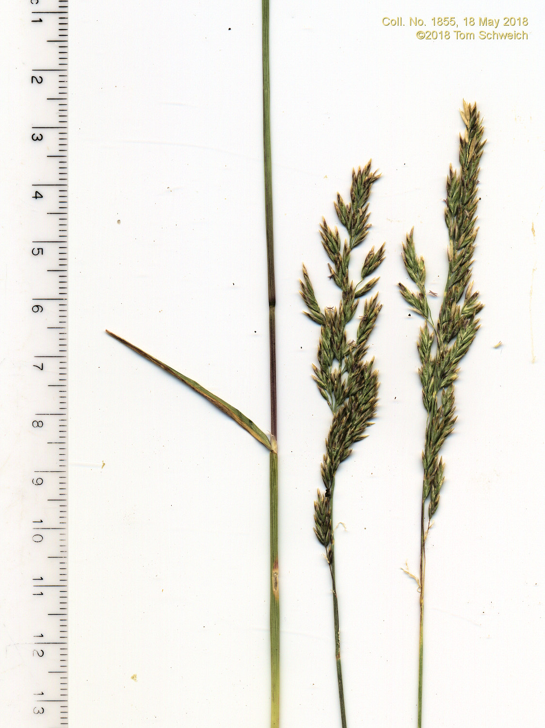 Poaceae Poa secunda