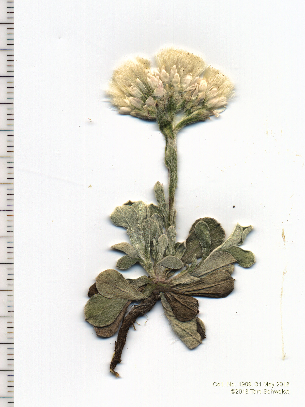 Asteraceae Antennaria parvifolia